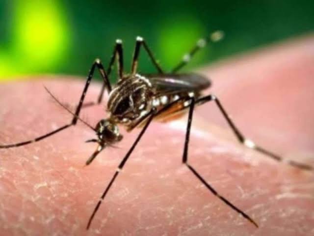 Mortes por dengue chegam a 120 na região sudoeste